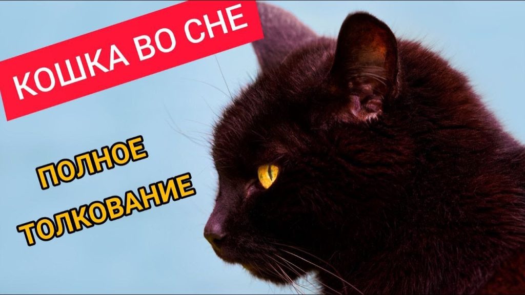 К Чему Снится Кал Женщине: подробный анализ значения сна