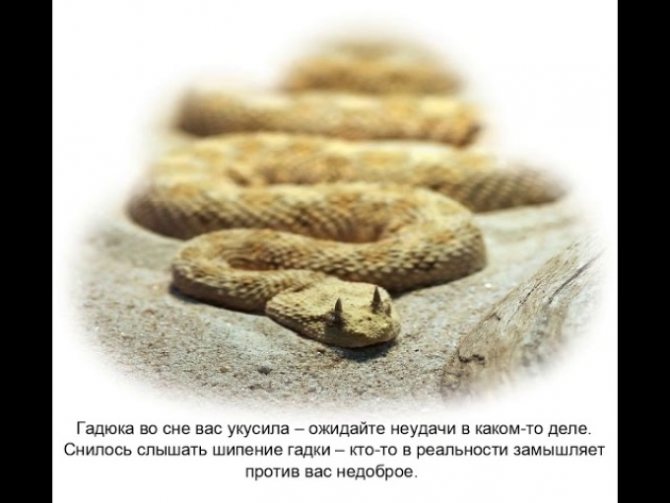 До Чого Сниться Змія: значення і тлумачення сну
