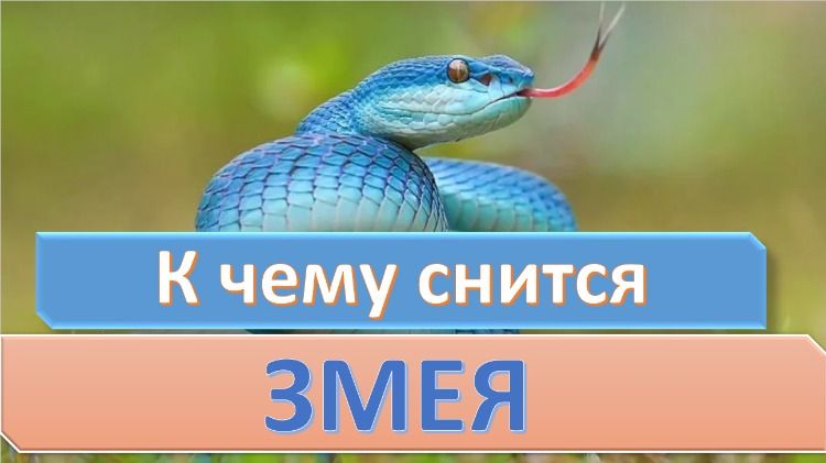 К Чему Снится Змея: значение и толкования сна