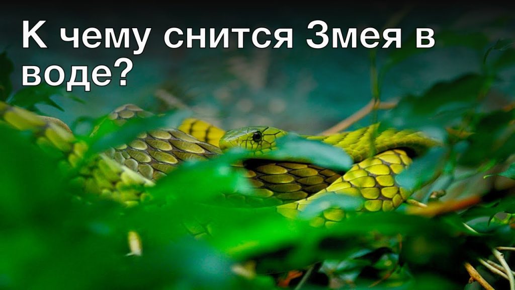 К Чему Снится Змея: значение и толкования сна