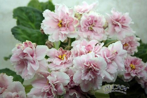 Колишня Дружина Розового: Биография, Личная Жизнь и Карьера