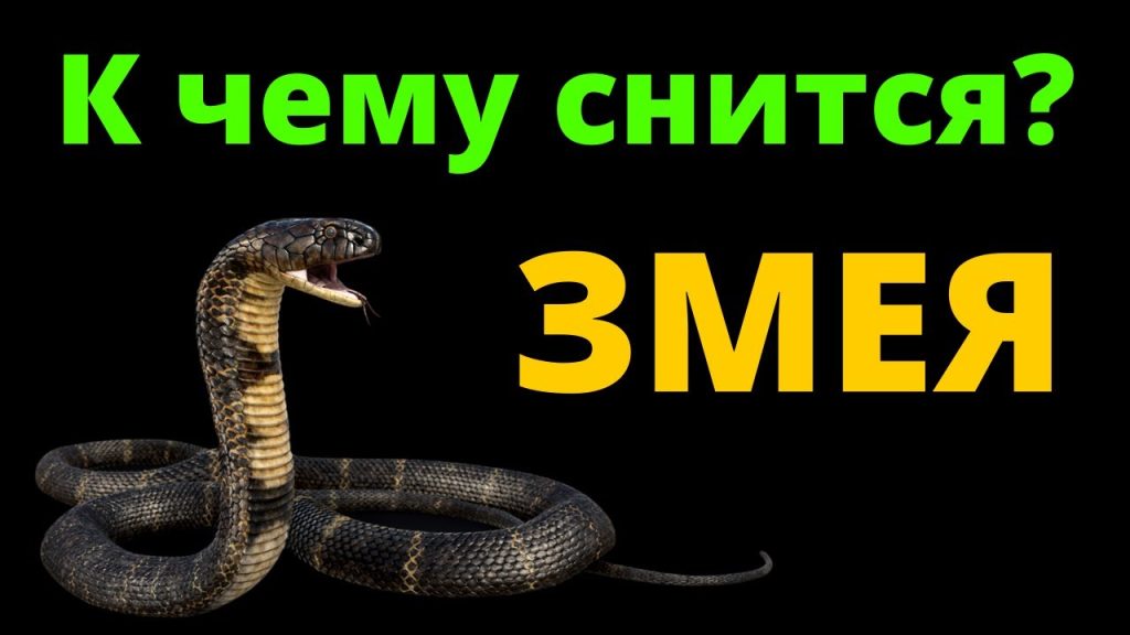 К Чему Снится Змея: значение и толкования сна